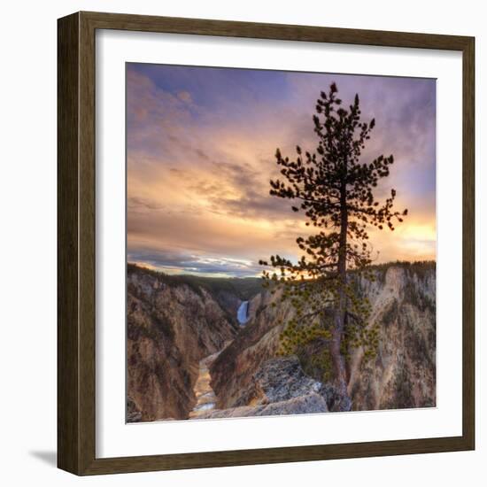 Canyon Sunset Tree, Yellowstone, Square-Vincent James-Framed Photographic Print