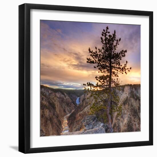 Canyon Sunset Tree, Yellowstone, Square-Vincent James-Framed Photographic Print