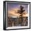 Canyon Sunset Tree, Yellowstone, Square-Vincent James-Framed Photographic Print