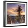 Canyon Sunset Tree, Yellowstone, Square-Vincent James-Framed Photographic Print