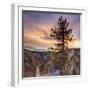 Canyon Sunset Tree, Yellowstone, Square-Vincent James-Framed Photographic Print