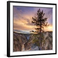 Canyon Sunset Tree, Yellowstone, Square-Vincent James-Framed Photographic Print