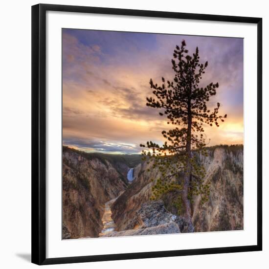 Canyon Sunset Tree, Yellowstone, Square-Vincent James-Framed Photographic Print