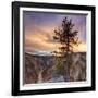 Canyon Sunset Tree, Yellowstone, Square-Vincent James-Framed Photographic Print
