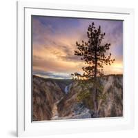 Canyon Sunset Tree, Yellowstone, Square-Vincent James-Framed Photographic Print