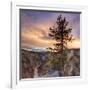 Canyon Sunset Tree, Yellowstone, Square-Vincent James-Framed Photographic Print