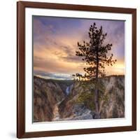 Canyon Sunset Tree, Yellowstone, Square-Vincent James-Framed Photographic Print