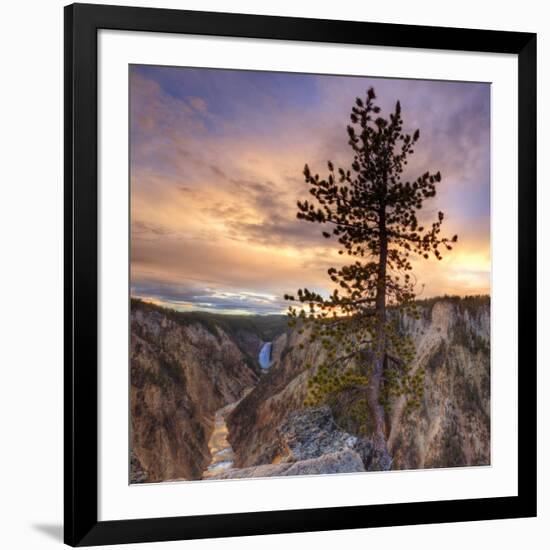 Canyon Sunset Tree, Yellowstone, Square-Vincent James-Framed Photographic Print