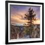 Canyon Sunset Tree, Yellowstone, Square-Vincent James-Framed Photographic Print
