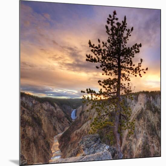 Canyon Sunset Tree, Yellowstone, Square-Vincent James-Mounted Photographic Print