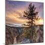 Canyon Sunset Tree, Yellowstone, Square-Vincent James-Mounted Photographic Print