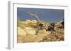 Canyonland 13-Gordon Semmens-Framed Photographic Print