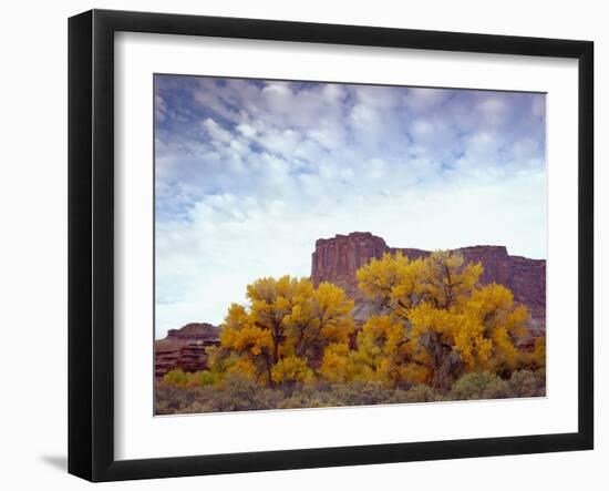 Canyonlands NP, Utah. Cottonwoods in Autumn Below Cliffs and Clouds-Scott T. Smith-Framed Photographic Print