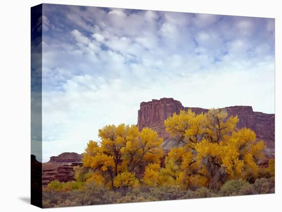 Canyonlands NP, Utah. Cottonwoods in Autumn Below Cliffs and Clouds-Scott T. Smith-Stretched Canvas