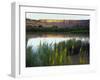 Canyonlands NP, Utah. Prince's Plume in Bloom Along Green River, Dawn-Scott T. Smith-Framed Photographic Print