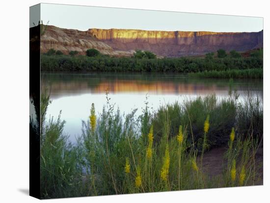 Canyonlands NP, Utah. Prince's Plume in Bloom Along Green River, Dawn-Scott T. Smith-Stretched Canvas