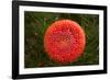 Cap of Fly Agaric Mushroom, Amanita muscaria-Paivi Vikstrom-Framed Photographic Print