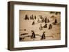 Cape African Penguins, Boulders Beach, Cape Town, South Africa, Africa-Laura Grier-Framed Photographic Print