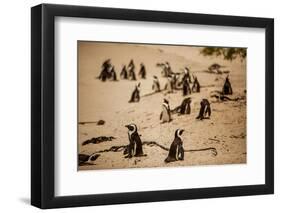 Cape African Penguins, Boulders Beach, Cape Town, South Africa, Africa-Laura Grier-Framed Photographic Print