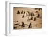 Cape African Penguins, Boulders Beach, Cape Town, South Africa, Africa-Laura Grier-Framed Photographic Print