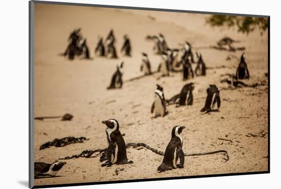 Cape African Penguins, Boulders Beach, Cape Town, South Africa, Africa-Laura Grier-Mounted Photographic Print