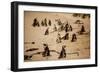 Cape African Penguins, Boulders Beach, Cape Town, South Africa, Africa-Laura Grier-Framed Photographic Print