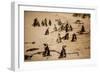 Cape African Penguins, Boulders Beach, Cape Town, South Africa, Africa-Laura Grier-Framed Photographic Print