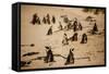 Cape African Penguins, Boulders Beach, Cape Town, South Africa, Africa-Laura Grier-Framed Stretched Canvas