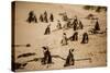 Cape African Penguins, Boulders Beach, Cape Town, South Africa, Africa-Laura Grier-Stretched Canvas