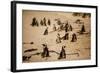 Cape African Penguins, Boulders Beach, Cape Town, South Africa, Africa-Laura Grier-Framed Photographic Print