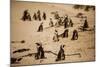 Cape African Penguins, Boulders Beach, Cape Town, South Africa, Africa-Laura Grier-Mounted Photographic Print
