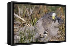 Cape Barren Geese-null-Framed Stretched Canvas