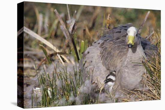 Cape Barren Geese-null-Stretched Canvas