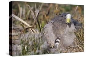 Cape Barren Geese-null-Stretched Canvas
