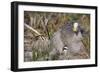 Cape Barren Geese-null-Framed Photographic Print
