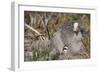 Cape Barren Geese-null-Framed Photographic Print