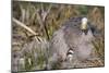 Cape Barren Geese-null-Mounted Photographic Print