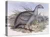 Cape Barren Goose (Cereopsis Novaehollandiae)-John Gould-Stretched Canvas