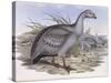 Cape Barren Goose (Cereopsis Novaehollandiae)-John Gould-Stretched Canvas