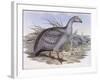 Cape Barren Goose (Cereopsis Novaehollandiae)-John Gould-Framed Giclee Print