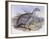 Cape Barren Goose (Cereopsis Novaehollandiae)-John Gould-Framed Giclee Print