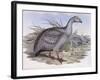 Cape Barren Goose (Cereopsis Novaehollandiae)-John Gould-Framed Giclee Print