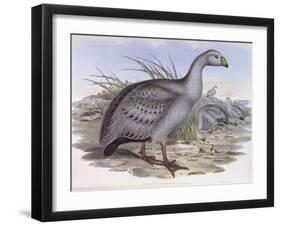 Cape Barren Goose (Cereopsis Novaehollandiae)-John Gould-Framed Giclee Print