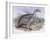 Cape Barren Goose (Cereopsis Novaehollandiae)-John Gould-Framed Giclee Print