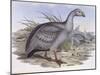 Cape Barren Goose (Cereopsis Novaehollandiae)-John Gould-Mounted Giclee Print