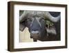 Cape Buffalo (African Buffalo) (Syncerus Caffer) Bull, Kruger National Park, South Africa, Africa-James Hager-Framed Photographic Print