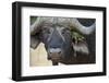 Cape Buffalo (African Buffalo) (Syncerus Caffer) Bull, Kruger National Park, South Africa, Africa-James Hager-Framed Photographic Print