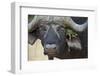 Cape Buffalo (African Buffalo) (Syncerus Caffer) Bull, Kruger National Park, South Africa, Africa-James Hager-Framed Photographic Print