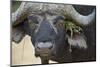 Cape Buffalo (African Buffalo) (Syncerus Caffer) Bull, Kruger National Park, South Africa, Africa-James Hager-Mounted Photographic Print