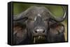 Cape Buffalo (African Buffalo) (Syncerus Caffer), Kruger National Park, South Africa, Africa-James-Framed Stretched Canvas